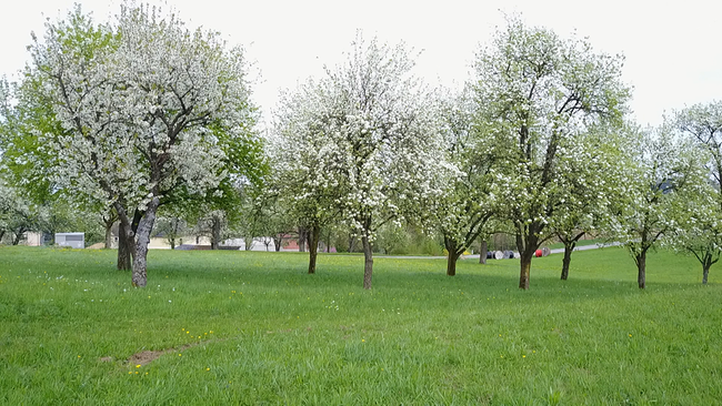 Streuobstwiese mit mehreren blühenden Birnbäumen