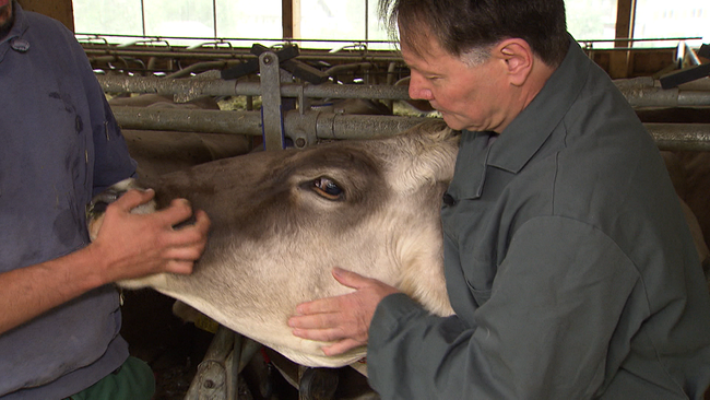 Tierarzt untersucht Rind