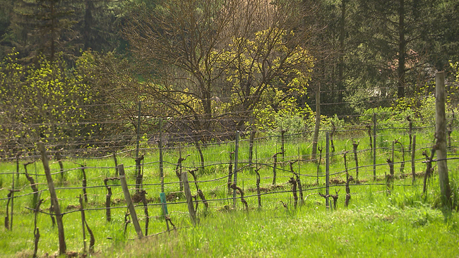 Weingarten mit Zwischenbegrünung vor lichtem Wald