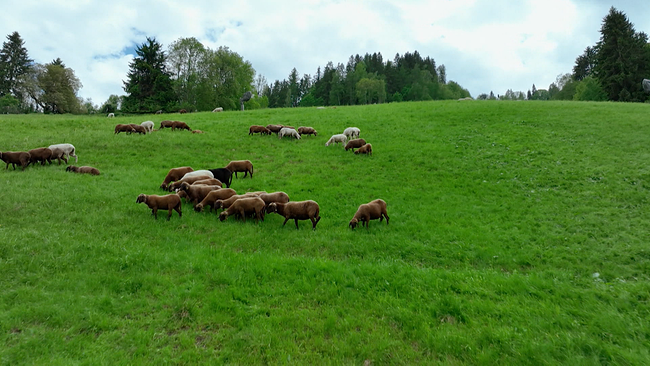 Schafherde mit braunen und weißen Schafen auf grüner Wiese