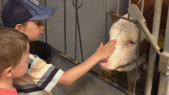 © ORF NÖ Zwei kleine Kinder. Ein Kind streichelt einem Kalb, das im Stall steht, sanft mit der Hand über die Stirn