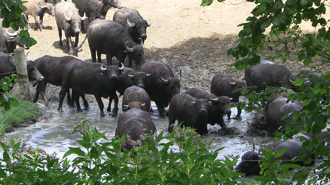 Herde Wasserbüffel ist auf dem Weg in ein Wasserloch