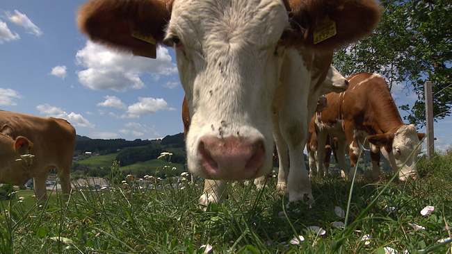 Kühe auf der Weide, eine Kuh blickt in die Kamera