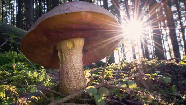 Steinpilz am Fuße eines Baumes inmitten eines gesunden Waldes. Die Sonne küsst den Pilz.