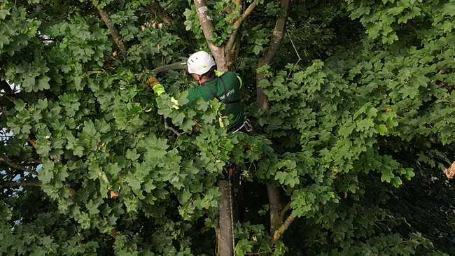 © ORF NÖ Eine Person hängt im Baum für Baumpflegearbeiten, Blick nur auf Baumkrone