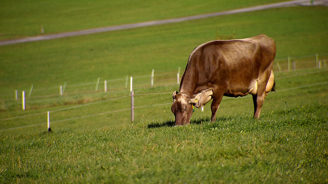 Braune Kuh beim Grasen auf der grünen Weide