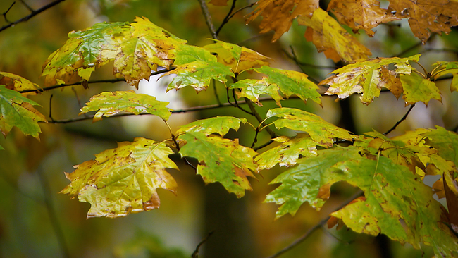 © ORF NÖ Nasse Blätter am Laubbaum, herbstlich verfärbt