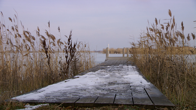 Steg mit Schnee mit Schilf links und rechts, der in den Neusiedler See führt