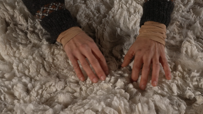 zwei Hände in geschorener Alpakawolle