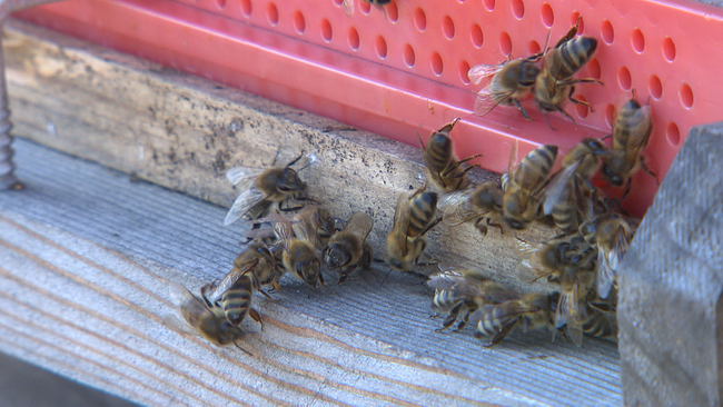 Bienen vor dem Eingang ihres Stocks