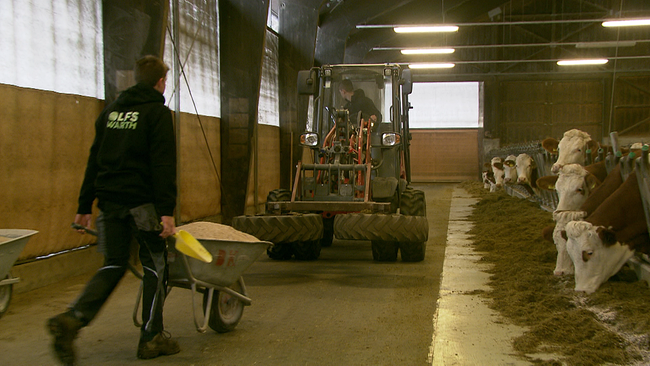 Im Kuhstall arbeiten zwei Personen, die die Kühe mit Heu füttern. Eine Person führt eine gefüllte Scheibtruhe mit Futter, die andere fährt mit dem Traktor durch den Stall. 