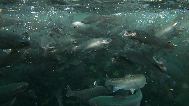 Unterwasseraufnahme von Fischen bei der Fütterung