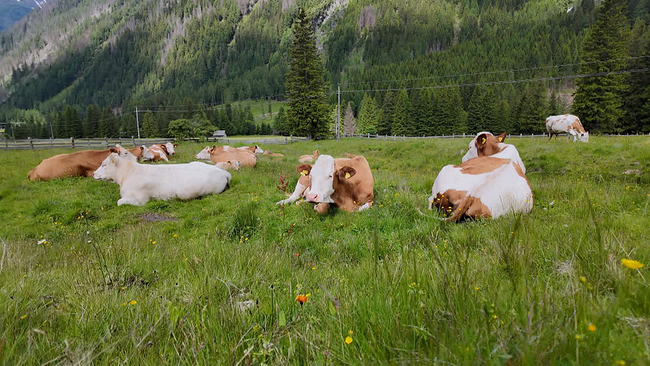 Kühe liegen auf einer Almwiese
