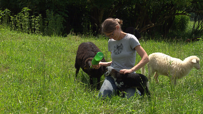 Frau sitzt in Wiese, rund um sie 3 Schafe, eines davon füttert sie mit der Flasche