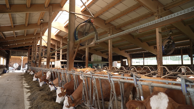 Kühe fressen Heu in einem Stall, Ventilatoren an der Decke