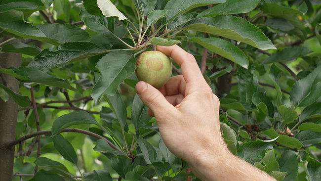 Apfel auf einem Ast, der Schäden vom Frühlingsfrost aufweist. Apfel ist kleiner und hat deutlich sichtbare braune Stellen