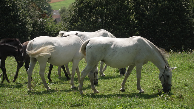 Drei weiße Pferde und ein Schwarzes grasend auf der Wiese