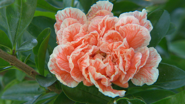 Eine orangefarbene Blüte mit weißer Musterung. Das Bild zeigt eine geöffnete Granatapfelblüte