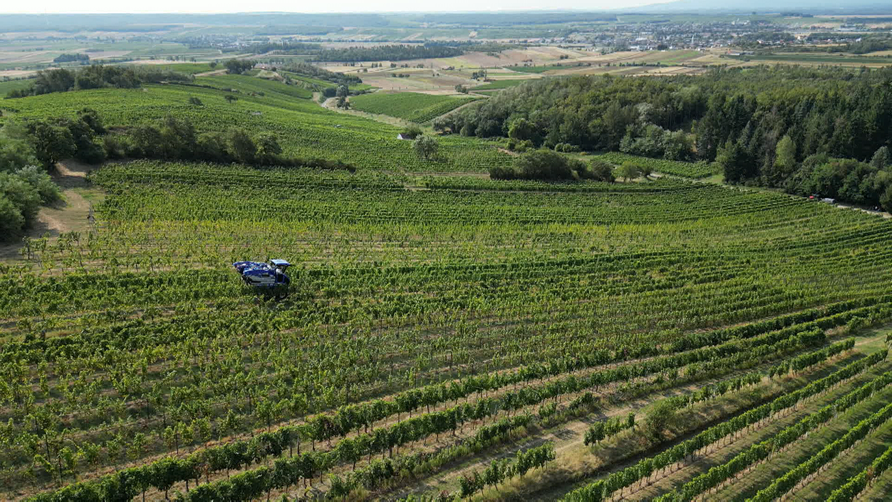 Weingarten von oben, blauer Traktor fährt mitten durch