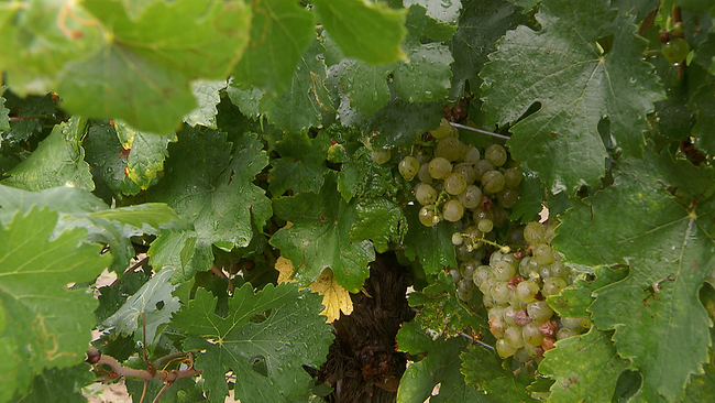 Grüne Trauben der Sorte Grüner Veltliner auf dem Rebstock, umrahmt von regennassen Weinblättern 