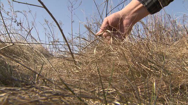 Ein Feld auf dem die Halme vertrocknet sind. Die Hand eines Landwirts greift nach einem vertockneten Halm 