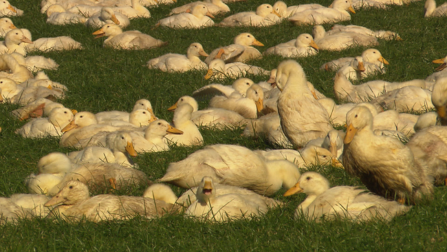 Weiße Enten liegen im Gras