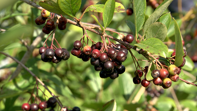 Aroniabeeren hängen auf Strauch