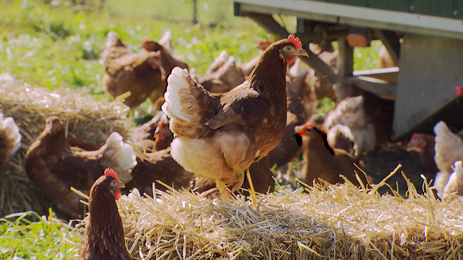 Huhn auf Strohballen, im Hintergrund mehrere Hühner in der Wiese