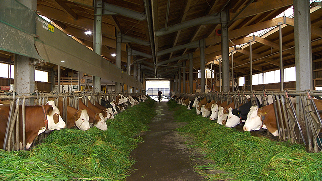 Viele Kühe in einem überdachten Stallgebäude. Vor jeder Kuh befindet sich grünes Gras. Am Ende des Stalls ist eine Person, die zwischen den Reihen der Kühe entlang geht