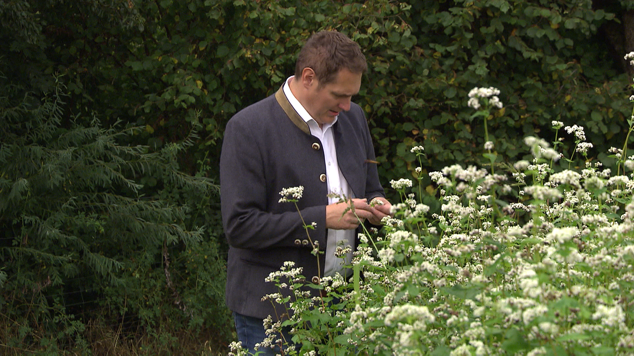 Ein Mann steht vor einer weiß blühenden Hecke, zupft einen Blütenstand ab und betrachtet diesen