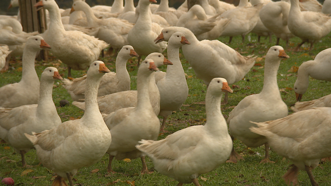 Dutzende weiße Gänse auf einer grünen Weide, die munter spazieren gehen