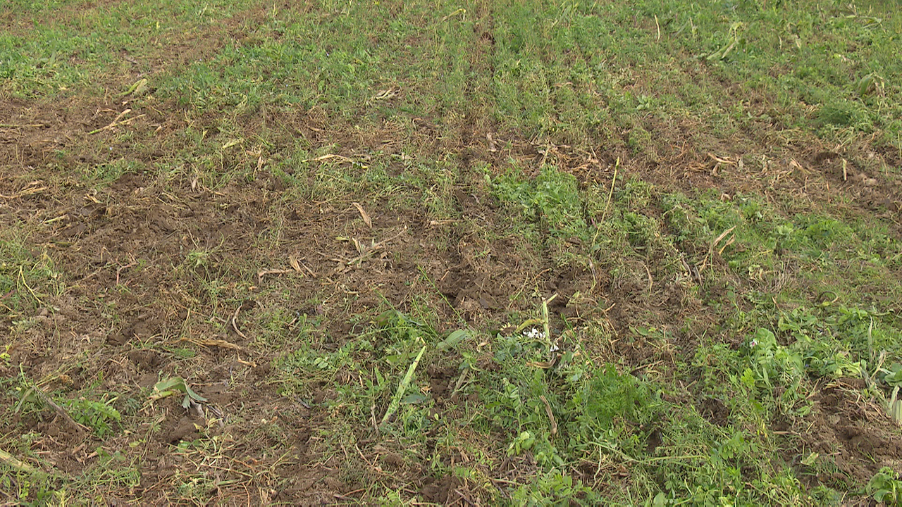 beerntetes Feld mit Resten von Stängeln und Wurzeln