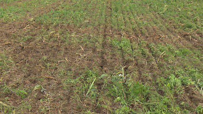 beerntetes Feld mit Resten von Stängeln und Wurzeln