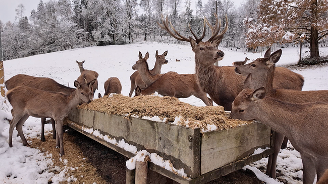 Rot- und Damwild bei der Fütterung in verschneiter Landschaft