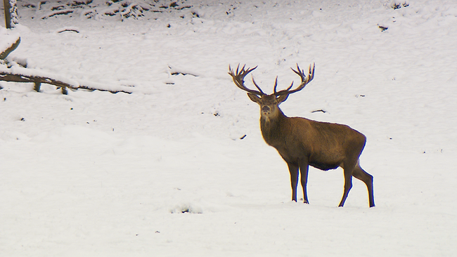 Hirsch mit großem Geweih steht im Schnee und blickt in die Kamera