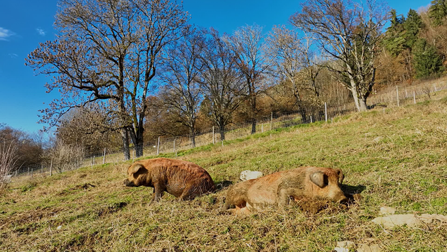 Zwei Freilandschweine liegen auf einer schräggelegenen Wiese im Sonnenschein. Im Hintergrund strahlend blauer Himmel und winterliche Bäume. 