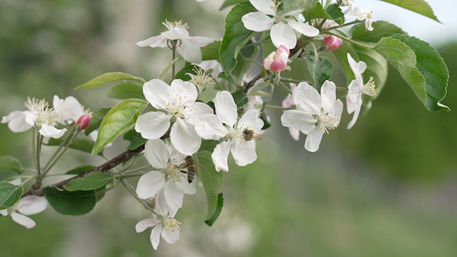 Obstbaumblüten