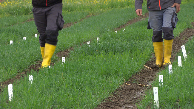 © ORF NÖ Zwei Menschen in gelben Gummistiefeln gehen durch ein Feld