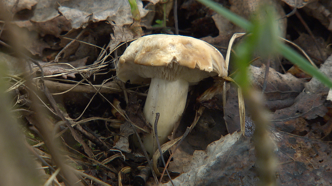 Maipilz wächst auf Waldboden