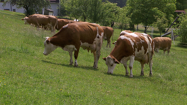 © ORF NÖ Rinder der Rasse Fleckvieh grasen auf einer Weide