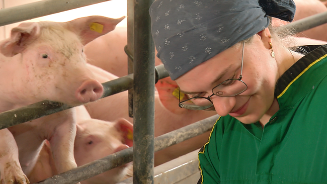© ORF NÖ Mensch mit Brille und Tuch am Kopf im Vordergrund, im Hintergrund schnuppern Schweine durch Gitterstäbe