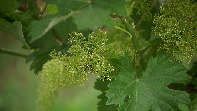 © ORF NÖ Weinblüten und Weinblätter