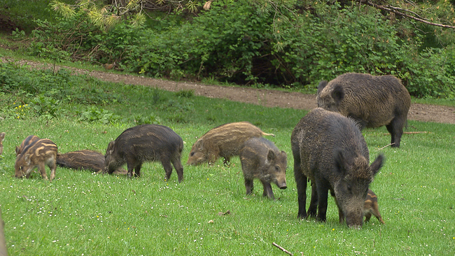 © ORF NÖ Eine Gruppe grasender Wildschweine mit Frischlingen auf einer grünen Wiese im Naturpark Sparbach
