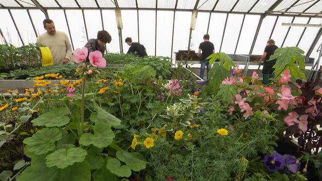 © ORF NÖ Ein Glashaus in dem fünf Personen an mehreren Tischen Pflanzen einsetzen. Im Vordergrund ein Tisch, gesäumt von blühenden Blumen