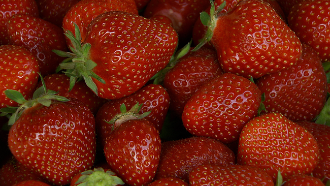 gepflückte Erdbeeren liegen dicht an dicht