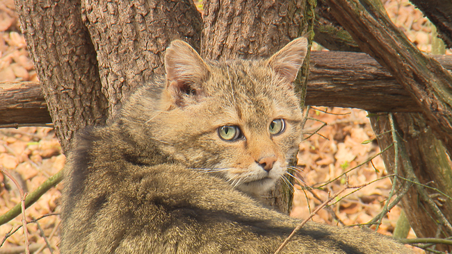 © ORF NÖ Wildkatze blickt in die Kamera