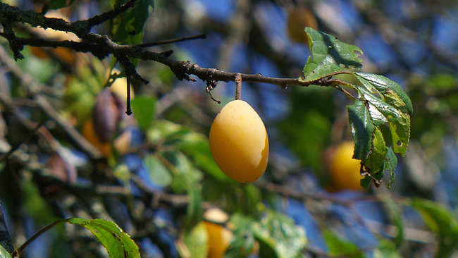 Kärnter Spedling - gelbe Frucht - hängt auf dem Baum