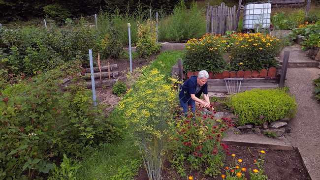 Ein Garten mit vielen verschiedenen Pflanzen und Kräuterbeeten. Inmitten des üppigen Grün steht eine Person und schneidet Nutzkräuter ab