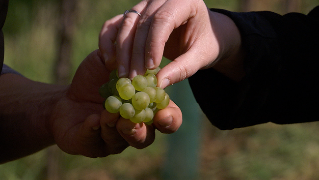 Eine Hand die eine Rispe frischer grüner Weintrauben hält. Die Finger einer anderen Person greift nach einer Beere