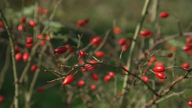 rote Hagebutten auf Strauch